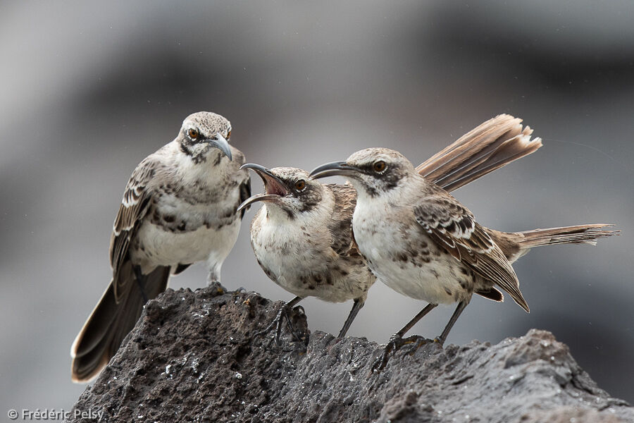 Espanola Mockingbird