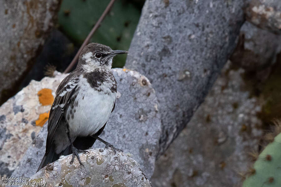 Moqueur de Floreanaadulte, habitat, pigmentation