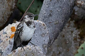 Floreana Mockingbird