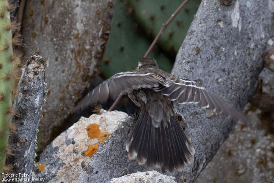 Moqueur de Floreanaadulte, composition, pigmentation