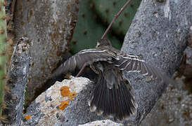 Floreana Mockingbird