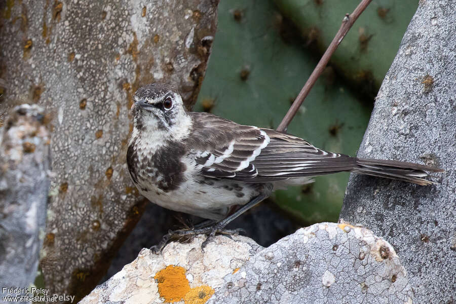 Moqueur de Floreanaadulte, identification