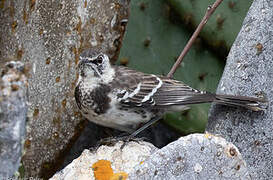 Floreana Mockingbird