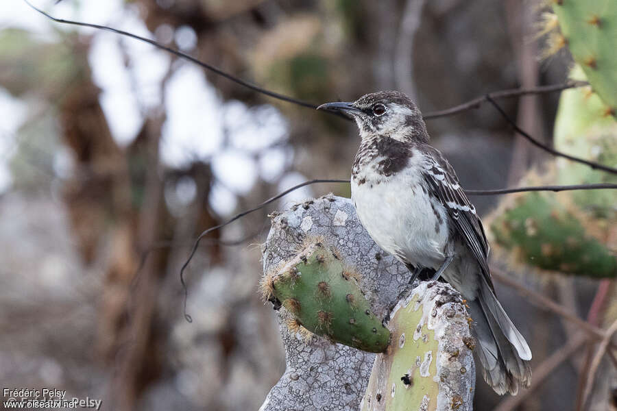 Floreana Mockingbirdadult, identification