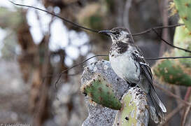 Floreana Mockingbird