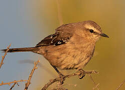 Patagonian Mockingbird