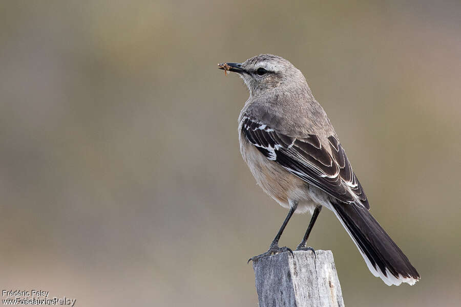 Moqueur de Patagonie, identification