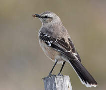 Patagonian Mockingbird