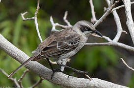 San Cristobal Mockingbird