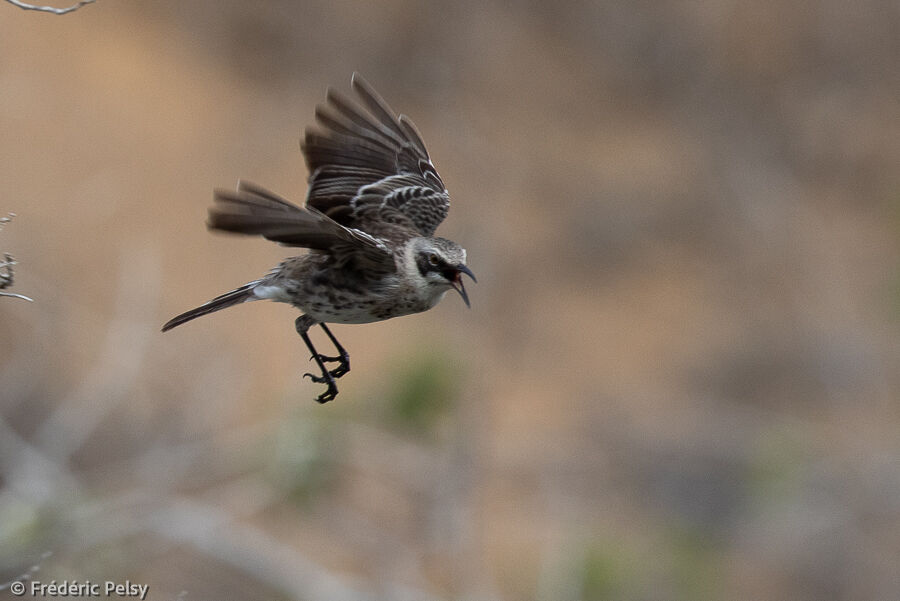 San Cristobal Mockingbird