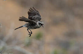 San Cristobal Mockingbird