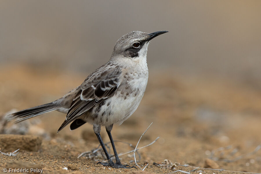 San Cristobal Mockingbird