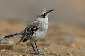 San Cristobal Mockingbird