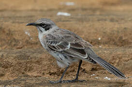 San Cristobal Mockingbird