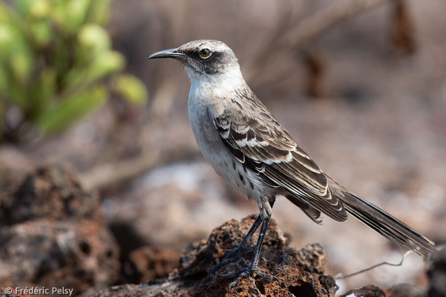 Galapagos Mockingbird