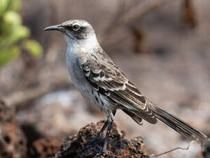 Moqueur des Galapagos