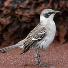 Moqueur des Galapagos