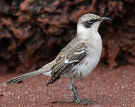 Moqueur des Galapagos