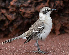 Galapagos Mockingbird