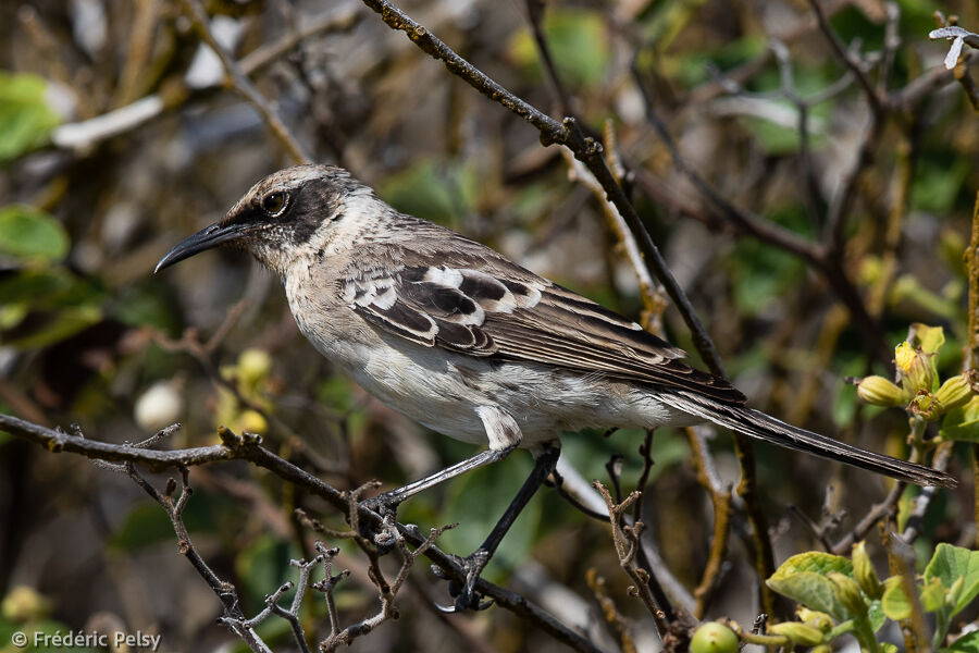 Galapagos Mockingbird