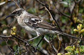 Galapagos Mockingbird