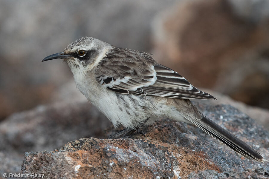 Galapagos Mockingbird