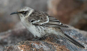 Galapagos Mockingbird