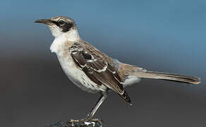 Galapagos Mockingbird