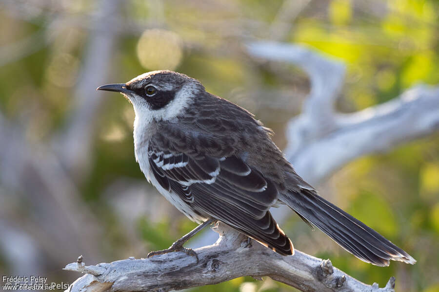 Galapagos Mockingbirdadult, identification