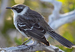 Galapagos Mockingbird