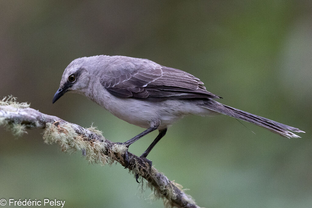 Tropical Mockingbird