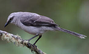 Tropical Mockingbird