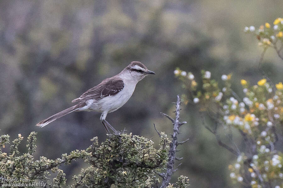 Chalk-browed Mockingbirdadult, identification