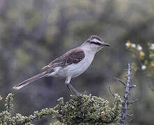 Chalk-browed Mockingbird