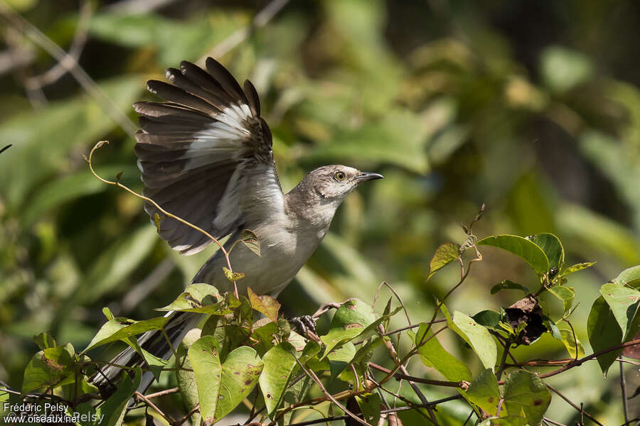 Northern Mockingbirdadult, aspect, pigmentation