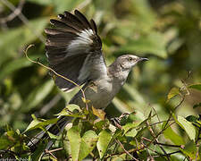 Northern Mockingbird