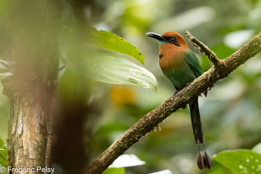 Motmot à bec large