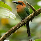 Motmot à bec large