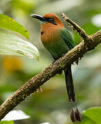 Motmot à bec large