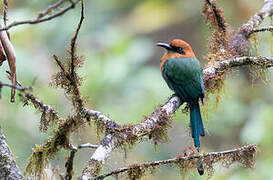 Motmot à bec large