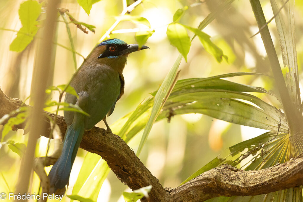 Motmot caraïbe