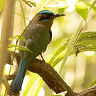 Motmot caraïbe