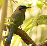 Motmot caraïbe