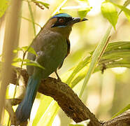 Whooping Motmot