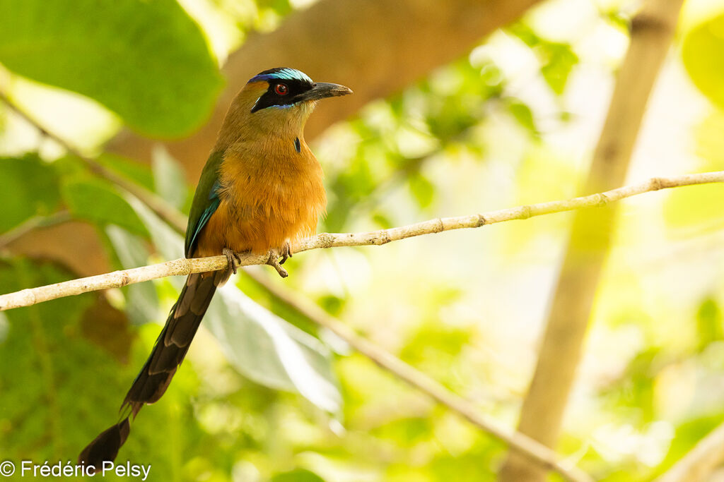 Whooping Motmot