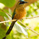 Motmot caraïbe