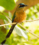 Motmot caraïbe