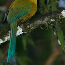 Motmot d'Équateur