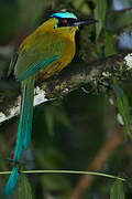 Andean Motmot