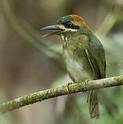 Tody Motmot